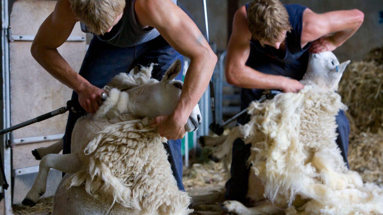 Two young farmers holding and shearing sheep for wool in a barn.