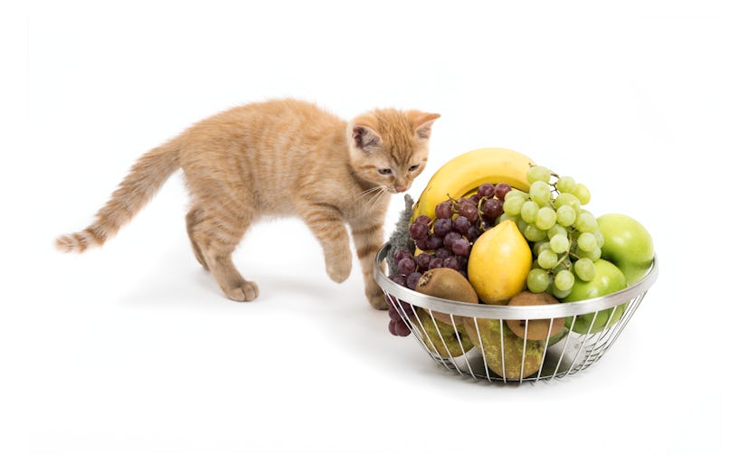 Studio shot of a small kitten with fruit bowl filled with bananas, lemon, grapes, kiwi, pear, melon ...