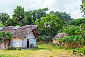 Tanna Island village, cottages with thatched rooves against lush tree backdrop