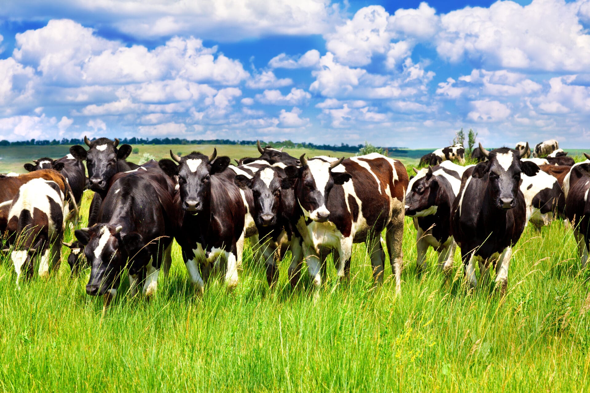 Cattle eating grass in the meadow