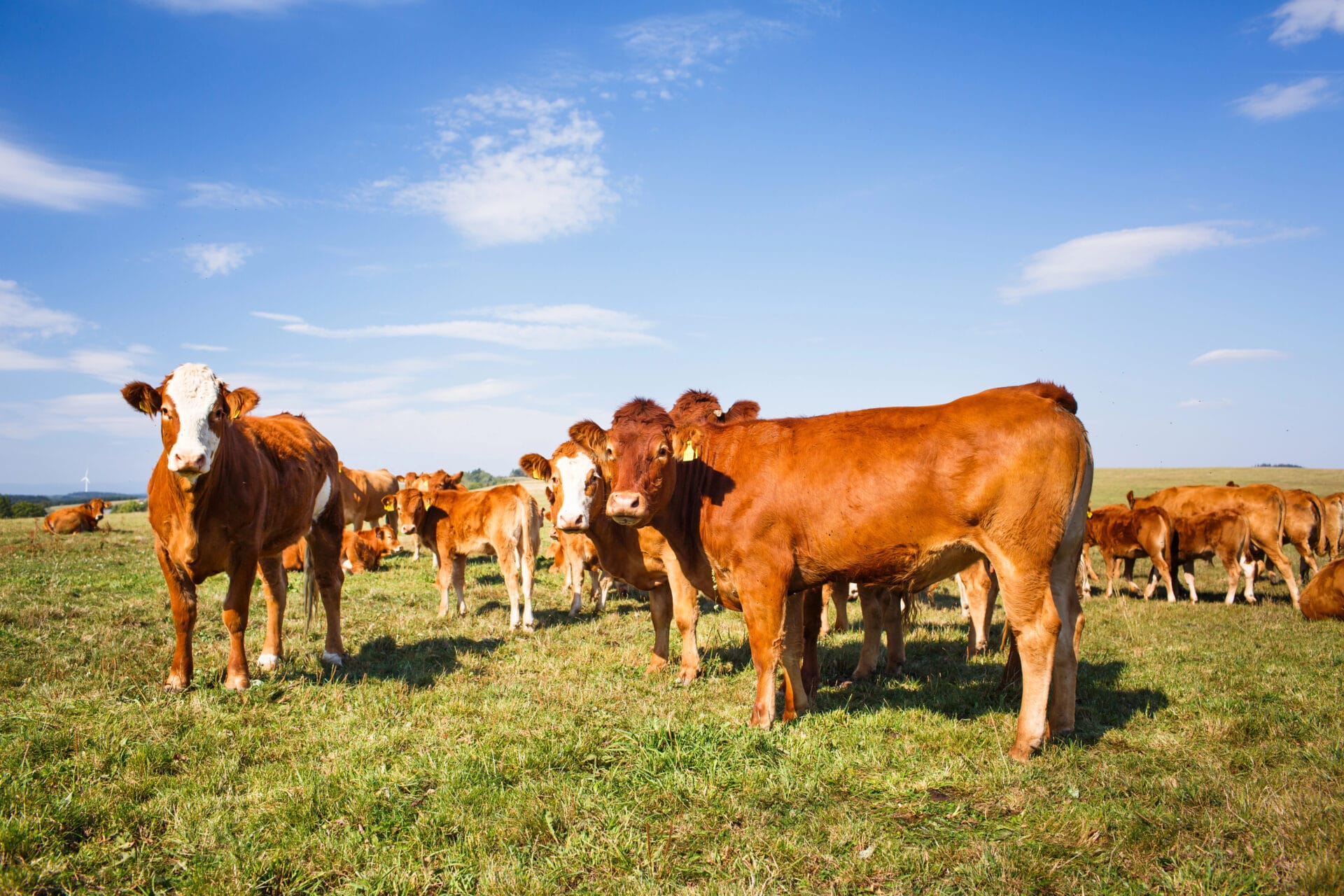 cattle that will provide tallow