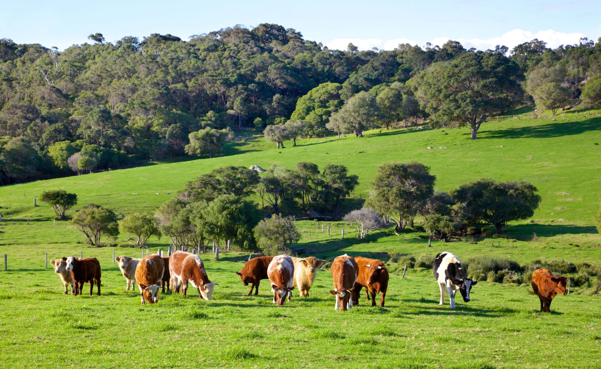 cattle in the field that will soon become beef and tallow