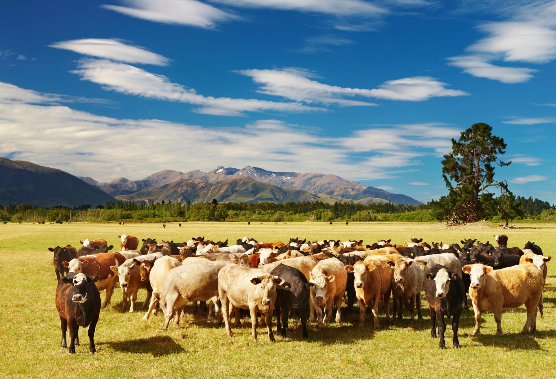 cattle feeding on grass in New Zealand