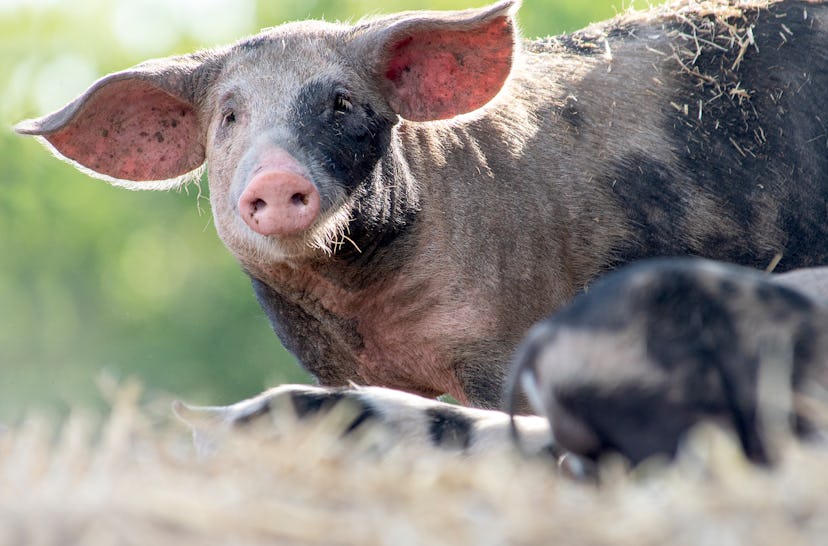 Sortbroget dansk landrace svin. 
Free-range, organic and very rare Old Danish Piebald Landrace pigs ...