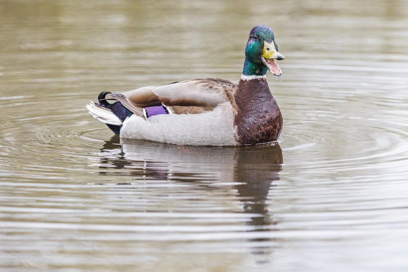 Close up of a Mallard duck quacking whilst on the water surrounded by circular ripples.