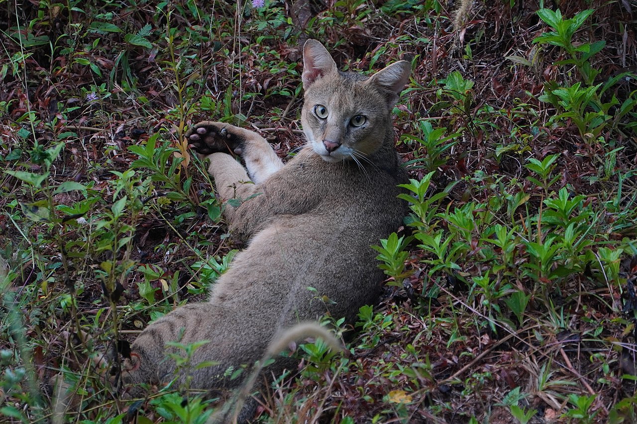 Felis chaus in field.