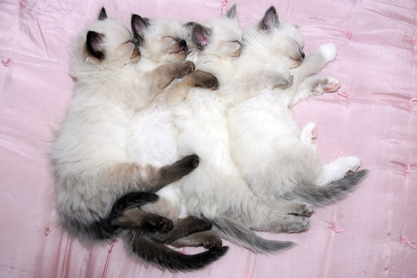 Seal Point & Blue point ragdoll kittens with mum in studio shoot