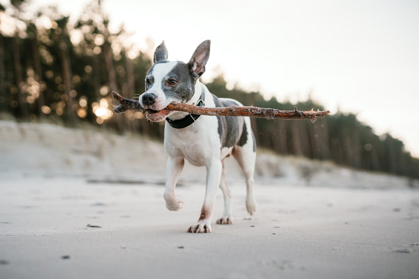 Dog Staffordshire bull terrier playing on the beach by the sea at sunrise.