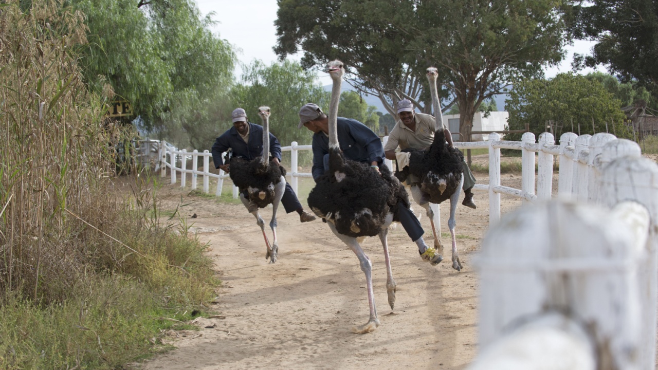 Men riding ostriches race on a track.